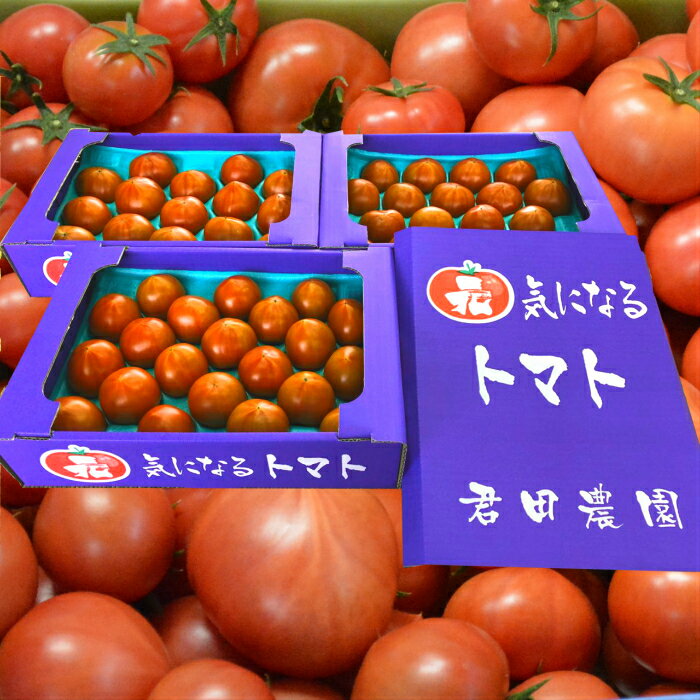 ＼人気過ぎの為、順次発送／【送料無料】高糖度10度以上確定レジェンド君ちゃんトマト/栃木県産/フルー ...