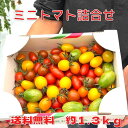 カラフルミニトマト 彩り豊かなミニトマト1.3kg or 1.5kg 送料無料 詰合せ 9種 関口ミニトマト ギフト