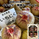 イチジク 生食 たっぷり合計約1.6kg 約350g~400g×4パック 加工用にも 栃木県産 1箱16〜24個前後 ワイン ヨーグルトのお供に 一部離島地域配送不可 産地直送 冷蔵便