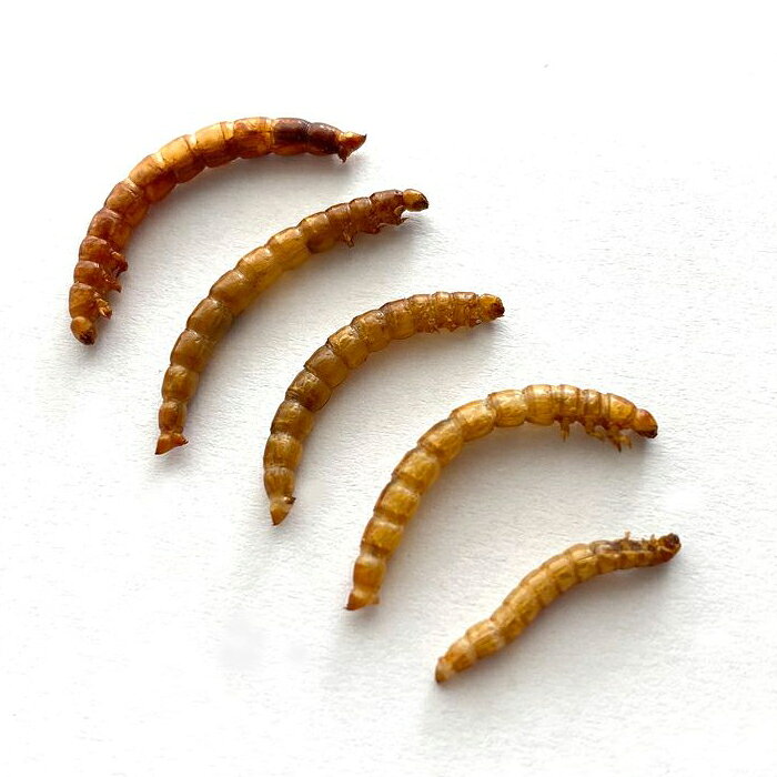 昆虫食 ミルワーム 10g 閲覧注意 高蛋白で低糖質 昆虫 食用 入門 Mealworms ゴミムシダマシの幼虫 パーティーグッズ 罰ゲーム 宴会 jack-10004950 MEN’S JACK サンプル画像2