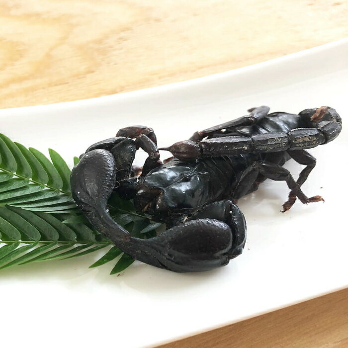 昆虫食 サソリ チャグロサソリ 6g 塩味 閲...の紹介画像2