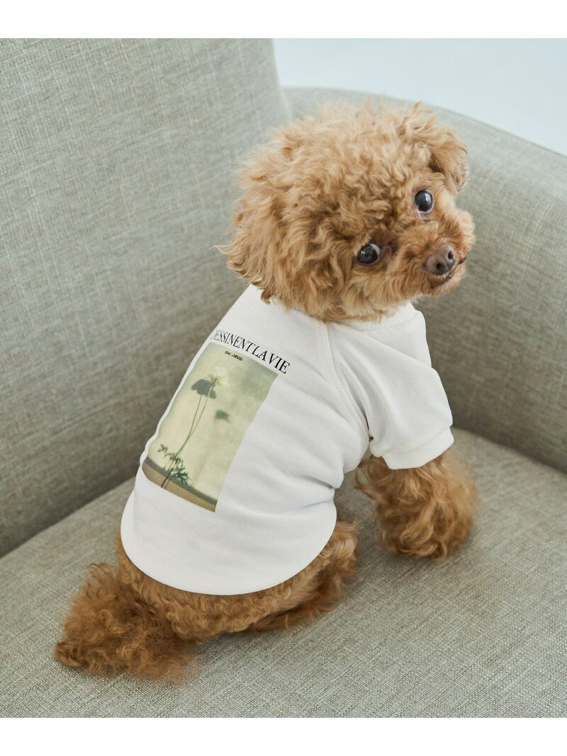 【SALE／40%OFF】【DOG】RENU photo Tee/UVカット・接触冷感・リンクコーデ ROPE' PICNIC PASSAGE ロペピクニック ペット用品 ペットウェア・ペット服 ホワイト【RBA_E】[Rakuten Fashion] jadorejunonline-10075570 J’aDoRe JUN ONLINE サンプル画像3