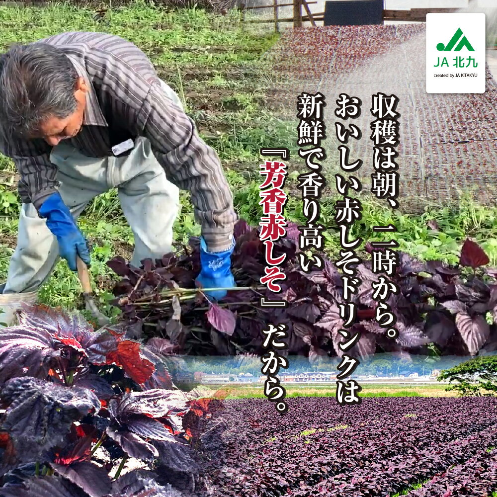 (同梱不可)遠賀赤しそドリンク 2本入りセット お中元 暑中見舞い 残暑見舞い ギフト サマーギフト プレゼント 贈り物 濃縮還元 遠賀 赤しそジュース 芳香赤しそ しそ シソ 紫蘇 国産 希釈用 贈答 夏バテ 健康 遠賀 芦屋 北九州 健康 美容