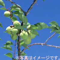 【送料無料】上田さんちの「梅酢梅エキス梅ジュース用青梅(キズあり)」(約10キロ)6月中旬から下旬頃の発送【ギフト館】「産地直送」 【送料無料】上田さんちの「梅酢梅エキス梅ジュース用青梅(キズあり)」(約10キロ)6月中旬から下旬頃の発送【ギフト館】「産地直送」