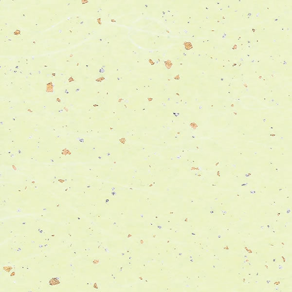 »桡ζ俶5«250ˡڥѥ⡼