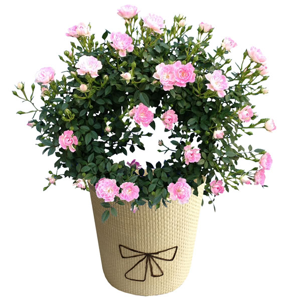 【送料無料】【母の日】母の日　ミニバラ　舞姫　5号【ギフト館】のサムネイル