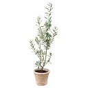 【送料無料】オリーブ素焼鉢植え T−R150OLIVE T−R150OLIVE【ギフト館】