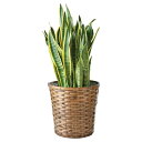 【送料無料】サンスベリア鉢植え T−R200SANS T−R200SANS【ギフト館】