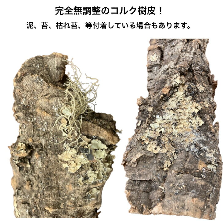 【cork-S2】バージンコルク　コルク樹皮　Sサイズ　縦30-35　横7-10　養生　板付　活着　ビバリウム　レプタイル　コウモリラン　エアプランツ　ビカクシダ　爬虫類　昆虫　両生類 3