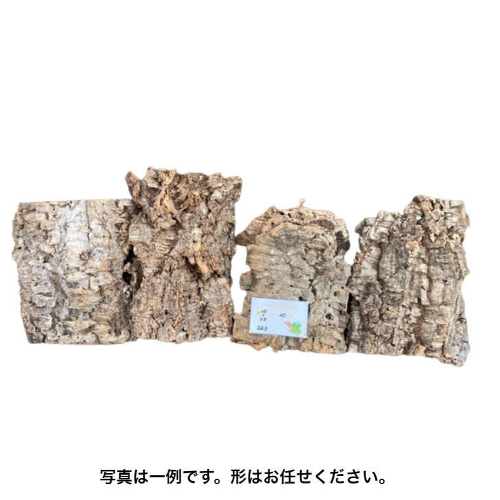 【cork-SS3】バージンコルク　コルク樹皮　SSサイズ　縦25-30　横20　養生　板付　活着　ビバリウム　レプタイル　コウモリラン　エアプランツ　ビカクシダ　爬虫類　昆虫　両生類