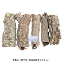 【cork-PS】バージンコルク コルク樹皮 パイプ型 Sサイズ 縦30-40 直径(細)3-5(太)5-10 養生 板付 活着 ビバリウム レプタイル コウモ...
