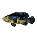 フエルコ ブルーラインGステッカー 95x200mm