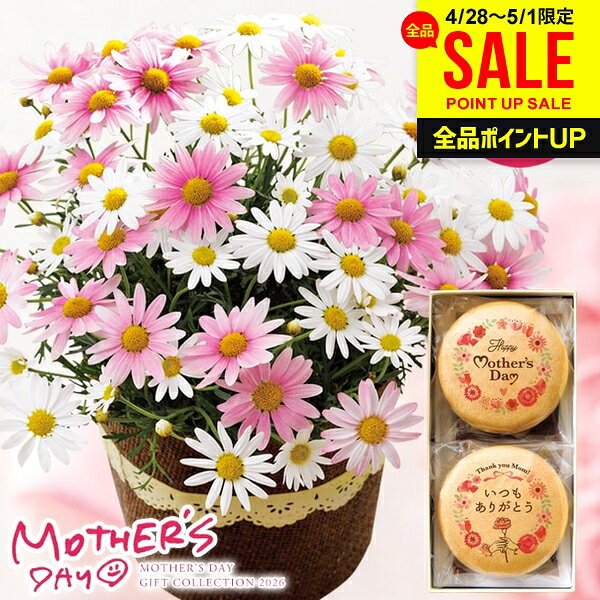 樂天商城 - 母の日 早割 プレゼント 花 ギフト 鉢植え 花鉢 鉢花 生花 マーガレット鉢植 5号 花と スイーツ セット マーガレット さくらべーる 5号鉢 ピンク 白 メッセージ入り 最中 詰め合わせ お菓子 和菓子 個包装 食品 母の日ギフト2026 送料無料 おしゃれ かわいい 人気 2026年-3