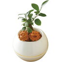 内祝い お返し 送料無料 花 ギフト 観葉植物 ガジュマル シーサー 丸鉢 5号鉢 セット 詰め合わせ グリーン おしゃれ インテリア 出産内祝い 結婚内祝い ...