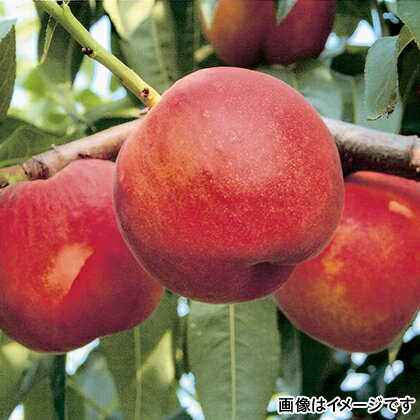 桃（ワッサークィーン）　3kg 長野県 ワッサークイーン もも 白桃 ネクタリン お取り寄せ フルーツ 果物 グルメ ギフト お土産 プレゼント 贈答 送料無料 ご褒美 (レビュー記入で300円OFFクーポン配布中)のサムネイル