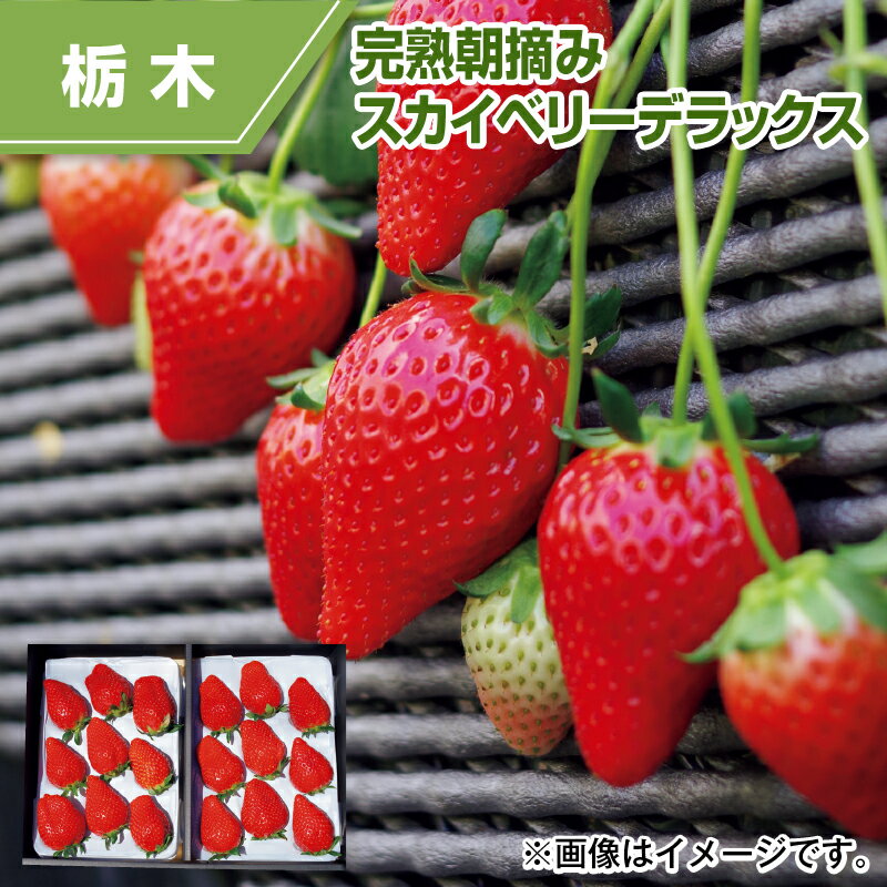 完熟朝摘みスカイベリーデラックス イチゴ いちご 送料込み ギフト プレゼント 贈答 お取り寄せ お土産 (レビュー記入で300円OFFクーポン配布中)