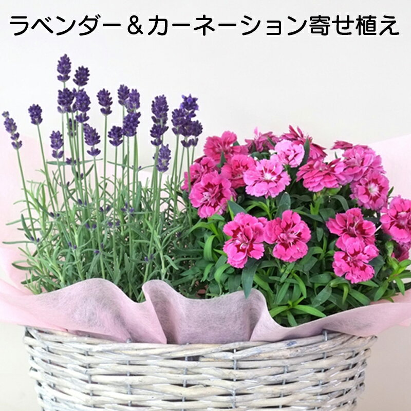 ラベンダー＆カーネーション寄せ植えセット 送料込み ギフト プレゼント 贈答 お取り寄せ お土産 母の日 2024 (レビュー記入で300円OFFクーポン配布中)