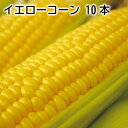 イエローコーン　10本 ギフト プレゼント 贈答 お取り寄せ お土産 (レビュー記入で300円OFFクーポン配布中)