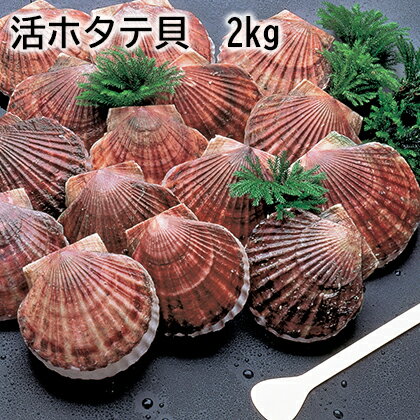 活ホタテ貝　2kg　3kg ギフト プレゼント 贈答 お取り寄せ お土産 (レビュー記入で300円OFFクーポン配布中)