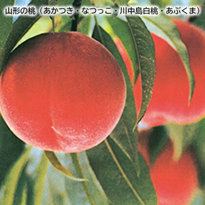 山形の桃 あかつき・なつっこ・川中島白桃・あぶくま ギフト プレゼント 贈答 お取り寄せ お土産 レビュー記入で300円OFFクーポン配布中 