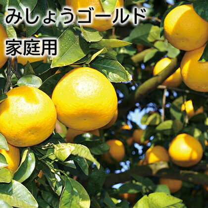 みしょうゴールド　家庭用 ギフト プレゼント 贈答 お取り寄せ お土産 (レビュー記入で300円OFFクーポン配布中)