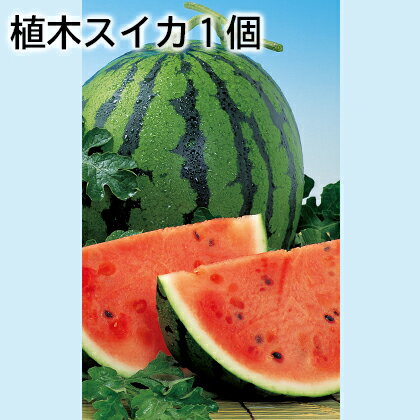 植木スイカ1個 ギフト プレゼント 贈答 お取り寄せ お土産 (レビュー記入で300円OFFクーポン配布中)