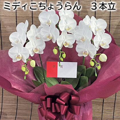 楽天郵便局物販サービスミディこちょうらん　3本立 送料込み ギフト プレゼント 贈答 お取り寄せ お土産 （レビュー記入で300円OFFクーポン配布中）