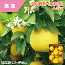 河内晩柑 《家庭用》4.5kg 《家庭用》4.5kg 皮むき器付 《家庭用》9kg 《贈答用》4.5kg 《わけあり》4.5kg 送料込み ギフト プレゼント ...