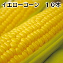 イエローコーン 10本 送料込み ギフト プレゼント 贈答 お取り寄せ お土産 (レビュー記入で300円OFFクーポン配布中)