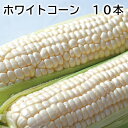 ホワイトコーン 10本 送料込み ギフト プレゼント 贈答 お取り寄せ お土産 (レビュー記入で300円OFFクーポン配布中)