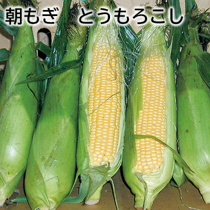 朝もぎ とうもろこし 送料込み ギフト プレゼント 贈答 お取り寄せ お土産 (レビュー記入で300円OFFクーポン配布中)