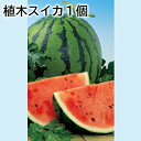 植木スイカ1個 送料込み ギフト プレゼント 贈答 お取り寄せ お土産 (レビュー記入で300円OFFクーポン配布中)