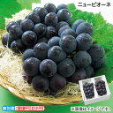 早割期間中!【通常価格5,800円⇒5,220円】お中元 ニューピオーネ 御中元 夏ギフト ギフト 贈答 送料込み お取り寄せ お土産 (レビュー記入で300円...