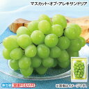 早割期間中!【通常価格5,800円⇒5,270円】お中元 マスカット・オブ・アレキサンドリア 御中元 夏ギフト ギフト 贈答 送料込み お取り寄せ お土産 (レ...