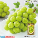 お中元 シャインマスカット 御中元 夏ギフト ギフト 贈答 送料込み お取り寄せ お土産 (レビュー記入で300円OFFクーポン配布中)
