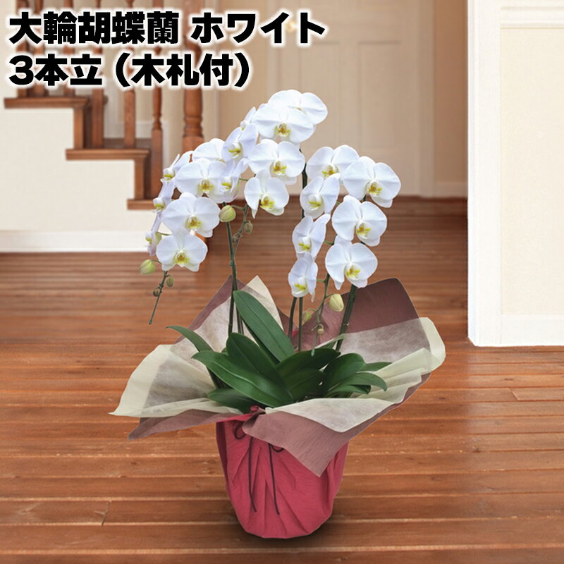 樂天商城 - 大輪胡蝶蘭3本立（木札付） ホワイト ピンク系 送料込み ギフト プレゼント 贈答 お取り寄せ お土産 (レビュー記入で300円OFFクーポン配布中)