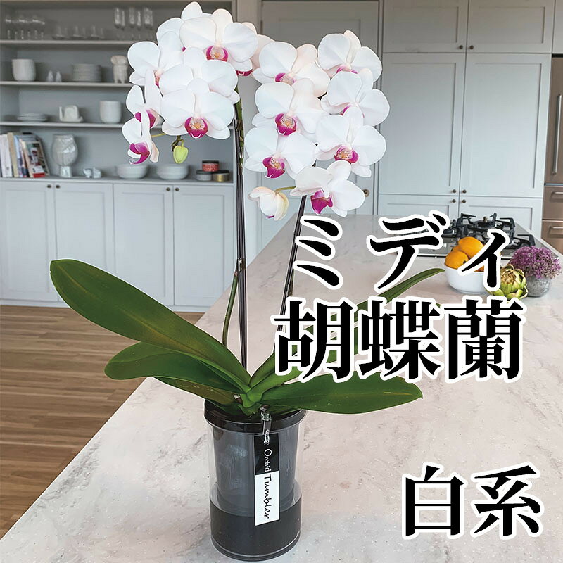 一カ月に一度の給水で管理できる給水タンブラーポットを使用。ミディ胡蝶蘭は花持ちに優れ、毎年再開花してくれる生命力を宿しています。胡蝶蘭のある生活を長くお楽しみください。【商品提供者コメント】 ●名称／●商品内容／白系　2本立、給水タンブラーポット付　サイズ（約）＝高さ40cm　鉢／直径11cm（4号鉢）　 ※色・形状は写真と異なる場合があります。　 ●原材料／●保存方法／●製造者名(加工業者名)／ 【キャンセルについて】 ●お申し込み後のキャンセルは、原則受け付けておりません。 【配送について】 ●こちらの商品は6日〜10日程度でお届けいたします。 また、常温便でのお届けとなります。あらかじめご了承下さい。 ※農産物、水産物等については天候、作柄状況により、商品のお届けが前後する場合がございます。あらかじめご了承ください。 ●年内お届けのご希望は、2026年12月15日（火）までにお申込みください。12月16日（水）以降は年内にお届けできない場合があります。 なお、年始の発送は2027年1月6日（水）からとなります。 ●お届けまでに祝日・大型連休・年末年始等をはさむ場合、お届けに日数がかかることがございます。あらかじめご了承ください。 ●お受け取り頂けない商品につきましては、再発送、ご返金、ポイントの返還は致しかねます。あらかじめご了承下さい。 【のし・について】 ●一部の商品はのしのご希望を承ります。 ※選択肢にないのしの種類はお選びいただけません。 ※名入れはお受けできません。 ※商品によっては「短冊のし」や「簡易のしシール」でお届けとなる場合がございます。 ※ゆうパケットでお届けする商品にはご指定できません。 ●「御歳暮のし」をご指定いただきました商品は、配達希望日のご指定がない場合は2026年12月1日（火）以降順次お届けいたします。 ※青果物等、配達期間限定の商品は「御歳暮のし」をご指定いただいても、12月1日（火）以前にお届けする場合がありますので、あらかじめご了承ください。 【配達不可地域について】 ●島しょ（東京都・鹿児島県・沖縄県）の一部へのお届けについては、生もの（消費・賞味期間5日以内）・生鮮品 （果物・野菜・活魚介類）の一部・冷凍品・生花（セット商品を含む）は受付ができませんのでご了承ください。 【その他ご注意】 ※表示価格（商品代金）には送料・消費税が含まれています。 ※商品画像はイメージです。「商品内容」として記載されていないものや「小道具類」はお届けする商品に含まれておりませんので、商品内容をお確かめの上、お申込みください。 ※消費・賞味期間5日以内の商品をお申込みの場合は、お届けが消費・賞味期限の最終日になることがありますのでご了承ください。 ※青果物のサイズ指定はできません。天候によりお届け期間が変更になる場合がございます。果物については種が入る場合もあります。 ※「消費期間」は製造(加工)日から安全に召し上がれる日まで、「賞味期間」は製造(加工)日から品質の保持が十分に可能な日までをそれぞれ期間で表示しています。お届け日からの期間を保証するものではありません。 ※複数の商品がセットになっている場合、最も短い期間を表示しています。なお、法律に基づく賞味（消費）期限については、各お届け商品に記載しています。 ※花卉・花弁の開花状態及び花色、リボン、ラッピング(包装)等は多少異なる場合があります。 ※商品のパッケージ・小物のデザインは変更になる場合があります。 ※複数商品の一括送付及び同時発送はできません。また、ご依頼主様とお届け先様が同じ場合、同日のお申込みであっても商品によりお届け日が異なる場合がございますので、あらかじめご了承ください。 ※天候や生育状況等により予定の時期よりもお届けが前後することがございます。その際は、早着・ 遅延のご案内、代替商品又は解約等のご案内をさせていただく場合がございます。 【季節の贈り物に】 お年賀 迎春 お正月 年末年始 バレンタイン ホワイトデー 卒業式 卒園式 入学式 入園式 母の日 父の日 御中元 お中元 暑中御見舞 残暑御見舞 敬老の日 ハロウィン クリスマス 冬ギフト お歳暮 御歳暮 【ちょっとした手土産・プレゼントに】 御祝 御礼 謝礼 御挨拶 粗品 お使い物 贈答品 ギフト プレゼント お土産 手土産 贈りもの 進物 お返し 【お祝い・お返しの品に】 引き出物 お祝い 内祝 結婚祝 結婚内祝 出産祝 出産内祝 引き菓子 快気祝 快気内祝 プチギフト 結婚引出物 七五三 卒業祝い 卒園祝い 入学祝い 入園祝い 進学内祝 入学内祝 寿 開店祝 開業祝 新築祝