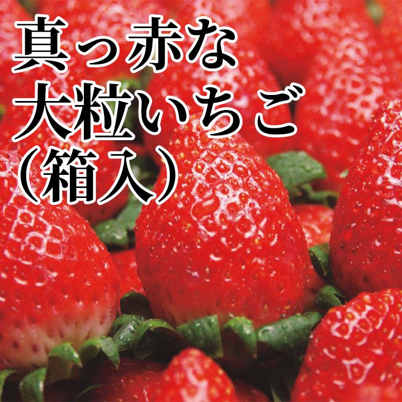 甘くてほのかな酸味があり、ビタミンCが含まれている大粒いちご。ハウス栽培で丹精込めて育てた真っ赤な大粒のいちごをお届けいたします。ご家族みなさまでお召し上がりください。【商品提供者コメント】 ●名称／いちご ●商品内容／800g（2L〜3L混）　 ※原産地は商品提供者にお任せください。 ●原産地／岡山県または長崎県　 ●原材料／●保存方法／●製造者名(加工業者名)／ 【キャンセルについて】 ●お申し込み後のキャンセルは、原則受け付けておりません。 【配送について】 ●こちらの商品は11月30日(月)〜4月13日(火)の期間内に順次お届けいたします。 また、冷蔵便でのお届けとなります。あらかじめご了承下さい。 ※農産物、水産物等については天候、作柄状況により、商品のお届けが前後する場合がございます。あらかじめご了承ください。 ●年内お届けのご希望は、2026年12月15日（火）までにお申込みください。12月16日（水）以降は年内にお届けできない場合があります。 なお、年始の発送は2027年1月6日（水）からとなります。 ●お届けまでに祝日・大型連休・年末年始等をはさむ場合、お届けに日数がかかることがございます。あらかじめご了承ください。 ●お受け取り頂けない商品につきましては、再発送、ご返金、ポイントの返還は致しかねます。あらかじめご了承下さい。 【のし・について】 ●一部の商品はのしのご希望を承ります。 ※選択肢にないのしの種類はお選びいただけません。 ※名入れはお受けできません。 ※商品によっては「短冊のし」や「簡易のしシール」でお届けとなる場合がございます。 ※ゆうパケットでお届けする商品にはご指定できません。 ●「御歳暮のし」をご指定いただきました商品は、配達希望日のご指定がない場合は2026年12月1日（火）以降順次お届けいたします。 ※青果物等、配達期間限定の商品は「御歳暮のし」をご指定いただいても、12月1日（火）以前にお届けする場合がありますので、あらかじめご了承ください。 【配達不可地域について】 ●島しょ（東京都・鹿児島県・沖縄県）の一部へのお届けについては、生もの（消費・賞味期間5日以内）・生鮮品 （果物・野菜・活魚介類）の一部・冷凍品・生花（セット商品を含む）は受付ができませんのでご了承ください。 【その他ご注意】 ※表示価格（商品代金）には送料・消費税が含まれています。 ※商品画像はイメージです。「商品内容」として記載されていないものや「小道具類」はお届けする商品に含まれておりませんので、商品内容をお確かめの上、お申込みください。 ※消費・賞味期間5日以内の商品をお申込みの場合は、お届けが消費・賞味期限の最終日になることがありますのでご了承ください。 ※青果物のサイズ指定はできません。天候によりお届け期間が変更になる場合がございます。果物については種が入る場合もあります。 ※「消費期間」は製造(加工)日から安全に召し上がれる日まで、「賞味期間」は製造(加工)日から品質の保持が十分に可能な日までをそれぞれ期間で表示しています。お届け日からの期間を保証するものではありません。 ※複数の商品がセットになっている場合、最も短い期間を表示しています。なお、法律に基づく賞味（消費）期限については、各お届け商品に記載しています。 ※花卉・花弁の開花状態及び花色、リボン、ラッピング(包装)等は多少異なる場合があります。 ※商品のパッケージ・小物のデザインは変更になる場合があります。 ※複数商品の一括送付及び同時発送はできません。また、ご依頼主様とお届け先様が同じ場合、同日のお申込みであっても商品によりお届け日が異なる場合がございますので、あらかじめご了承ください。 ※天候や生育状況等により予定の時期よりもお届けが前後することがございます。その際は、早着・ 遅延のご案内、代替商品又は解約等のご案内をさせていただく場合がございます。 【季節の贈り物に】 お年賀 迎春 お正月 年末年始 バレンタイン ホワイトデー 卒業式 卒園式 入学式 入園式 母の日 父の日 御中元 お中元 暑中御見舞 残暑御見舞 敬老の日 ハロウィン クリスマス 冬ギフト お歳暮 御歳暮 【ちょっとした手土産・プレゼントに】 御祝 御礼 謝礼 御挨拶 粗品 お使い物 贈答品 ギフト プレゼント お土産 手土産 贈りもの 進物 お返し 【お祝い・お返しの品に】 引き出物 お祝い 内祝 結婚祝 結婚内祝 出産祝 出産内祝 引き菓子 快気祝 快気内祝 プチギフト 結婚引出物 七五三 卒業祝い 卒園祝い 入学祝い 入園祝い 進学内祝 入学内祝 寿 開店祝 開業祝 新築祝