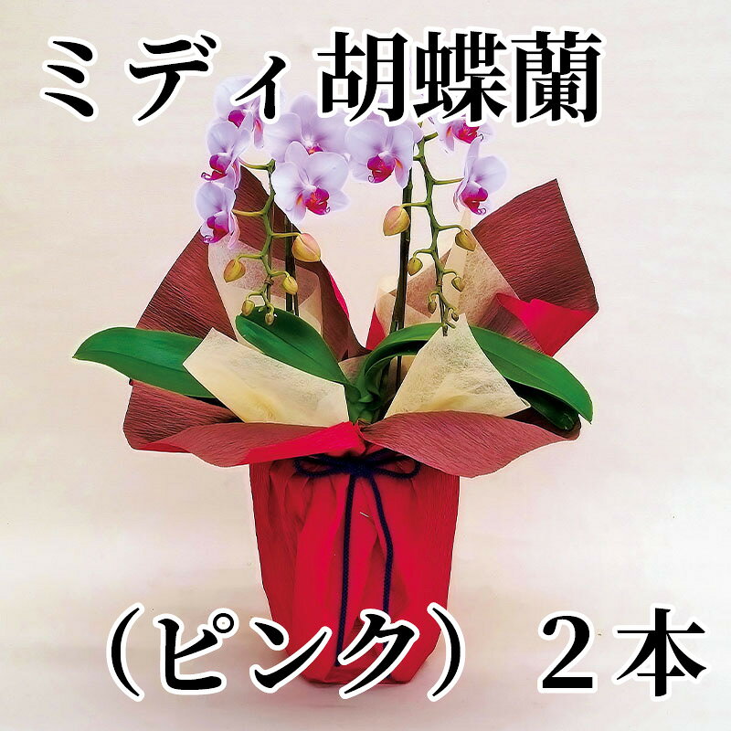 省スペースで、お店やご自宅にも飾りやすいことから、気軽に贈れる蘭として日比谷花壇で人気です。【商品提供者コメント】 ●名称／●商品内容／ピンク系 2本立、ラッピング・リボン付　サイズ（約）＝高さ35cm　鉢／直径12cm（4号陶器鉢）　 ※色・形状は写真と異なる場合があります。　 ●原材料／●保存方法／●製造者名(加工業者名)／ 【キャンセルについて】 ●お申し込み後のキャンセルは、原則受け付けておりません。 【配送について】 ●こちらの商品は6日〜10日程度でお届けいたします。 また、常温便でのお届けとなります。あらかじめご了承下さい。 ※農産物、水産物等については天候、作柄状況により、商品のお届けが前後する場合がございます。あらかじめご了承ください。 ●年内お届けのご希望は、2026年12月15日（火）までにお申込みください。12月16日（水）以降は年内にお届けできない場合があります。 なお、年始の発送は2027年1月6日（水）からとなります。 ●お届けまでに祝日・大型連休・年末年始等をはさむ場合、お届けに日数がかかることがございます。あらかじめご了承ください。 ●お受け取り頂けない商品につきましては、再発送、ご返金、ポイントの返還は致しかねます。あらかじめご了承下さい。 【のし・について】 ●一部の商品はのしのご希望を承ります。 ※選択肢にないのしの種類はお選びいただけません。 ※名入れはお受けできません。 ※商品によっては「短冊のし」や「簡易のしシール」でお届けとなる場合がございます。 ※ゆうパケットでお届けする商品にはご指定できません。 ●「御歳暮のし」をご指定いただきました商品は、配達希望日のご指定がない場合は2026年12月1日（火）以降順次お届けいたします。 ※青果物等、配達期間限定の商品は「御歳暮のし」をご指定いただいても、12月1日（火）以前にお届けする場合がありますので、あらかじめご了承ください。 【配達不可地域について】 ●島しょ（東京都・鹿児島県・沖縄県）の一部へのお届けについては、生もの（消費・賞味期間5日以内）・生鮮品 （果物・野菜・活魚介類）の一部・冷凍品・生花（セット商品を含む）は受付ができませんのでご了承ください。 【その他ご注意】 ※表示価格（商品代金）には送料・消費税が含まれています。 ※商品画像はイメージです。「商品内容」として記載されていないものや「小道具類」はお届けする商品に含まれておりませんので、商品内容をお確かめの上、お申込みください。 ※消費・賞味期間5日以内の商品をお申込みの場合は、お届けが消費・賞味期限の最終日になることがありますのでご了承ください。 ※青果物のサイズ指定はできません。天候によりお届け期間が変更になる場合がございます。果物については種が入る場合もあります。 ※「消費期間」は製造(加工)日から安全に召し上がれる日まで、「賞味期間」は製造(加工)日から品質の保持が十分に可能な日までをそれぞれ期間で表示しています。お届け日からの期間を保証するものではありません。 ※複数の商品がセットになっている場合、最も短い期間を表示しています。なお、法律に基づく賞味（消費）期限については、各お届け商品に記載しています。 ※花卉・花弁の開花状態及び花色、リボン、ラッピング(包装)等は多少異なる場合があります。 ※商品のパッケージ・小物のデザインは変更になる場合があります。 ※複数商品の一括送付及び同時発送はできません。また、ご依頼主様とお届け先様が同じ場合、同日のお申込みであっても商品によりお届け日が異なる場合がございますので、あらかじめご了承ください。 ※天候や生育状況等により予定の時期よりもお届けが前後することがございます。その際は、早着・ 遅延のご案内、代替商品又は解約等のご案内をさせていただく場合がございます。 【季節の贈り物に】 お年賀 迎春 お正月 年末年始 バレンタイン ホワイトデー 卒業式 卒園式 入学式 入園式 母の日 父の日 御中元 お中元 暑中御見舞 残暑御見舞 敬老の日 ハロウィン クリスマス 冬ギフト お歳暮 御歳暮 【ちょっとした手土産・プレゼントに】 御祝 御礼 謝礼 御挨拶 粗品 お使い物 贈答品 ギフト プレゼント お土産 手土産 贈りもの 進物 お返し 【お祝い・お返しの品に】 引き出物 お祝い 内祝 結婚祝 結婚内祝 出産祝 出産内祝 引き菓子 快気祝 快気内祝 プチギフト 結婚引出物 七五三 卒業祝い 卒園祝い 入学祝い 入園祝い 進学内祝 入学内祝 寿 開店祝 開業祝 新築祝