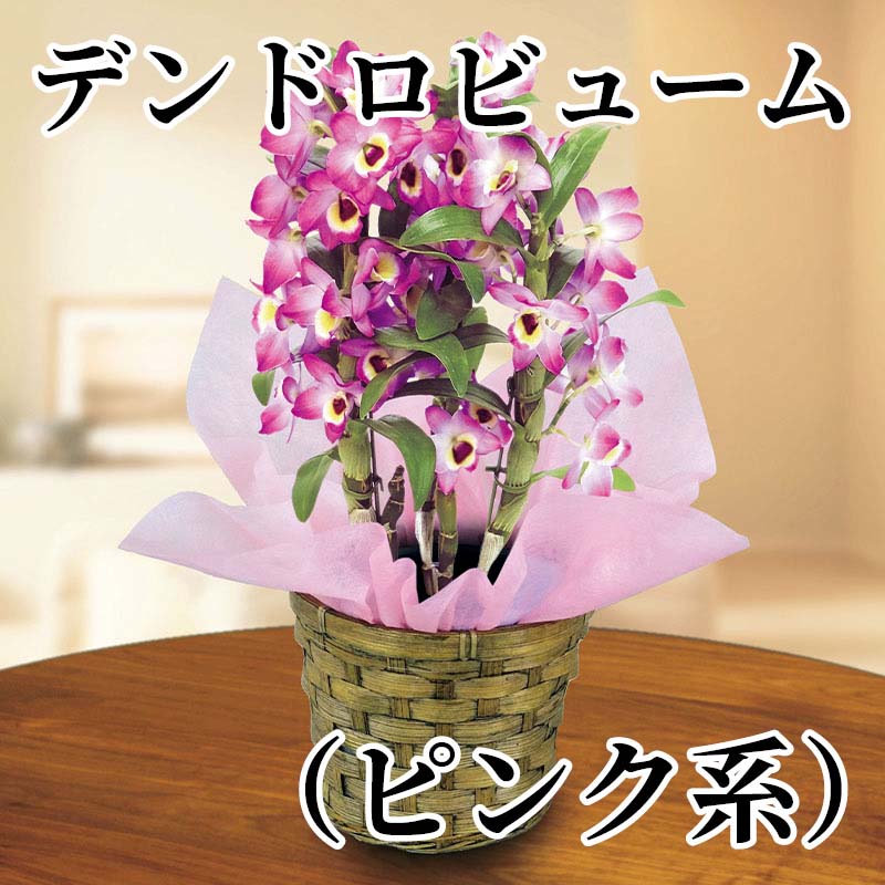 可憐な花を鈴なりに咲かせる蘭の仲間、デンドロビュームの鉢植えです。【商品提供者コメント】 ●名称／●商品内容／サイズ（約）＝高さ30cm　鉢／直径12cm（4号鉢）　バスケット／直径14×高さ12cm　ラッピング付　 ※色・形状は写真と異なる場合があります。　 ●原材料／●保存方法／●製造者名(加工業者名)／ 【キャンセルについて】 ●お申し込み後のキャンセルは、原則受け付けておりません。 【配送について】 ●こちらの商品は1月8日(金)〜4月18日(日)の期間内に順次お届けいたします。 また、常温便でのお届けとなります。あらかじめご了承下さい。 ※農産物、水産物等については天候、作柄状況により、商品のお届けが前後する場合がございます。あらかじめご了承ください。 ●年内お届けのご希望は、2026年12月15日（火）までにお申込みください。12月16日（水）以降は年内にお届けできない場合があります。 なお、年始の発送は2027年1月6日（水）からとなります。 ●お届けまでに祝日・大型連休・年末年始等をはさむ場合、お届けに日数がかかることがございます。あらかじめご了承ください。 ●お受け取り頂けない商品につきましては、再発送、ご返金、ポイントの返還は致しかねます。あらかじめご了承下さい。 【のし・について】 ●一部の商品はのしのご希望を承ります。 ※選択肢にないのしの種類はお選びいただけません。 ※名入れはお受けできません。 ※商品によっては「短冊のし」や「簡易のしシール」でお届けとなる場合がございます。 ※ゆうパケットでお届けする商品にはご指定できません。 ●「御歳暮のし」をご指定いただきました商品は、配達希望日のご指定がない場合は2026年12月1日（火）以降順次お届けいたします。 ※青果物等、配達期間限定の商品は「御歳暮のし」をご指定いただいても、12月1日（火）以前にお届けする場合がありますので、あらかじめご了承ください。 【配達不可地域について】 ●島しょ（東京都・鹿児島県・沖縄県）の一部へのお届けについては、生もの（消費・賞味期間5日以内）・生鮮品 （果物・野菜・活魚介類）の一部・冷凍品・生花（セット商品を含む）は受付ができませんのでご了承ください。 【その他ご注意】 ※表示価格（商品代金）には送料・消費税が含まれています。 ※商品画像はイメージです。「商品内容」として記載されていないものや「小道具類」はお届けする商品に含まれておりませんので、商品内容をお確かめの上、お申込みください。 ※消費・賞味期間5日以内の商品をお申込みの場合は、お届けが消費・賞味期限の最終日になることがありますのでご了承ください。 ※青果物のサイズ指定はできません。天候によりお届け期間が変更になる場合がございます。果物については種が入る場合もあります。 ※「消費期間」は製造(加工)日から安全に召し上がれる日まで、「賞味期間」は製造(加工)日から品質の保持が十分に可能な日までをそれぞれ期間で表示しています。お届け日からの期間を保証するものではありません。 ※複数の商品がセットになっている場合、最も短い期間を表示しています。なお、法律に基づく賞味（消費）期限については、各お届け商品に記載しています。 ※花卉・花弁の開花状態及び花色、リボン、ラッピング(包装)等は多少異なる場合があります。 ※商品のパッケージ・小物のデザインは変更になる場合があります。 ※複数商品の一括送付及び同時発送はできません。また、ご依頼主様とお届け先様が同じ場合、同日のお申込みであっても商品によりお届け日が異なる場合がございますので、あらかじめご了承ください。 ※天候や生育状況等により予定の時期よりもお届けが前後することがございます。その際は、早着・ 遅延のご案内、代替商品又は解約等のご案内をさせていただく場合がございます。 【季節の贈り物に】 お年賀 迎春 お正月 年末年始 バレンタイン ホワイトデー 卒業式 卒園式 入学式 入園式 母の日 父の日 御中元 お中元 暑中御見舞 残暑御見舞 敬老の日 ハロウィン クリスマス 冬ギフト お歳暮 御歳暮 【ちょっとした手土産・プレゼントに】 御祝 御礼 謝礼 御挨拶 粗品 お使い物 贈答品 ギフト プレゼント お土産 手土産 贈りもの 進物 お返し 【お祝い・お返しの品に】 引き出物 お祝い 内祝 結婚祝 結婚内祝 出産祝 出産内祝 引き菓子 快気祝 快気内祝 プチギフト 結婚引出物 七五三 卒業祝い 卒園祝い 入学祝い 入園祝い 進学内祝 入学内祝 寿 開店祝 開業祝 新築祝