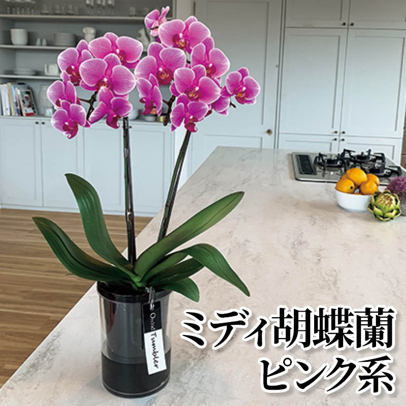 樂天商城 - ミディ胡蝶蘭 ピンク系 白系 黄系 送料込み ギフト プレゼント 贈答 お取り寄せ お土産 (レビュー記入で300円OFFクーポン配布中)