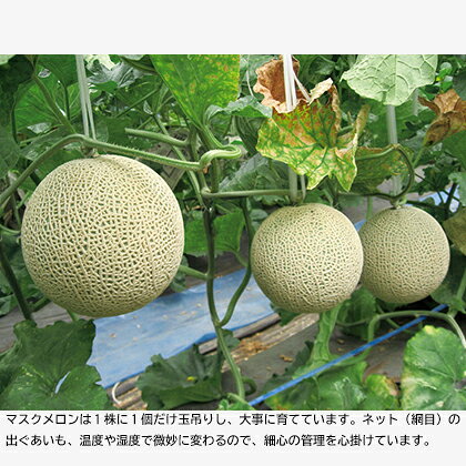 サンプル画像2