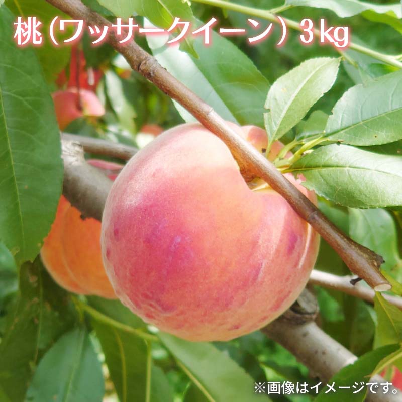 桃（ワッサークィーン） 3kg 5kg 送料込み ギフト プレゼント 贈答 お取り寄せ お土産 (レビュー記入で300円OFFクーポン配布中)