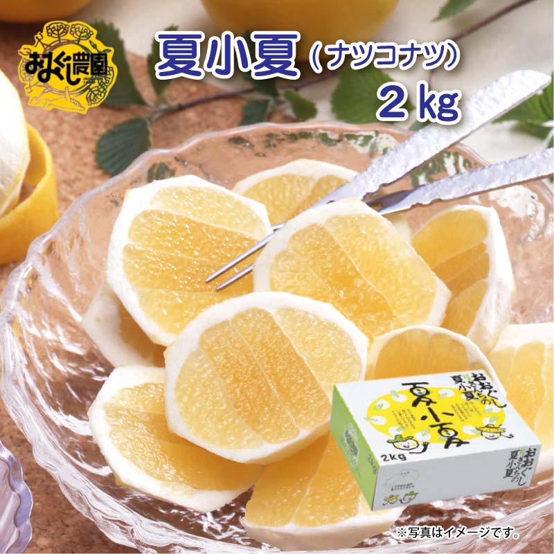 お中元 夏小夏（ナツコナツ） 2kg 3kg 御中元 夏ギフト ギフト 贈答 送料込み 送料込み ギフト プレゼント 贈答 お取り寄せ お土産 (レビュー記入で300円OFFクーポン配布中)