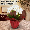 日比谷花壇 ミディ胡蝶蘭 3本立(木札付) ホワイト ピンク系 送料込み ギフト プレゼント 贈答 お取り寄せ お土産 (レビュー記入で300円OFFクーポン配布中)