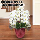 日比谷花壇 大輪胡蝶蘭 3本立 8号鉢(木札付) ホワイト ピンク系 送料込み ギフト プレゼント 贈答 お取り寄せ お土産 (レビュー記入で300円OFFクー...