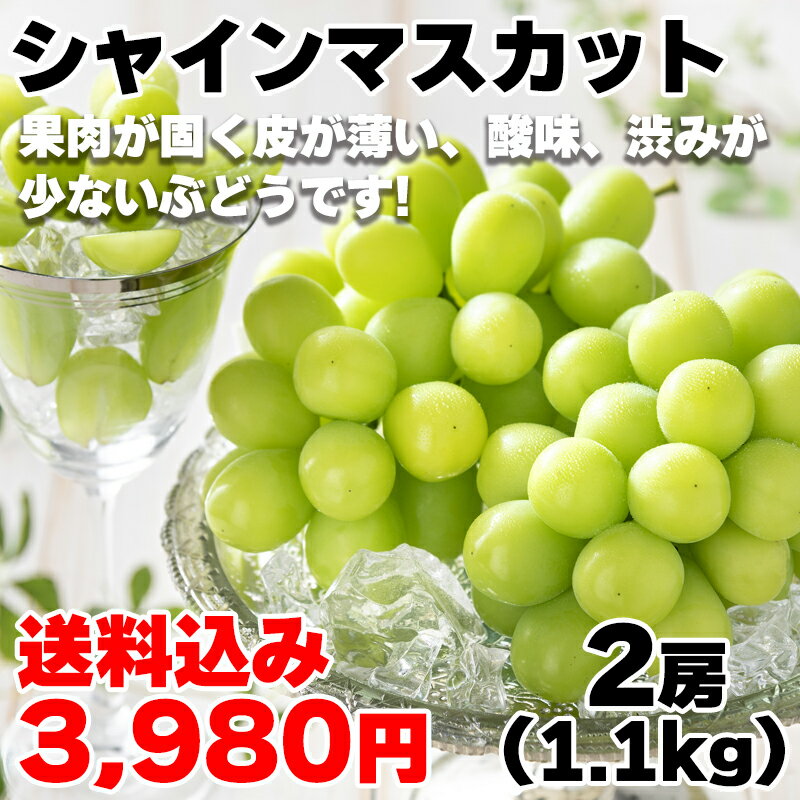 【ふるさと納税】須坂市産 種なし巨峰（約3～5房）とシャインマスカット1房 セット（合計 約2kg）《やす乃フルーツ》■2024年発送■※9月上旬頃～下旬頃まで順次発送予定 フルーツ 果物 ブドウ ぶどう シャインマスカット 巨峰 先行予約 予約