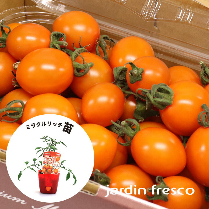 高糖度 ミニトマト 苗 jardin（ハルディン）ミラクルリッチ苗 3ポットセット～【jardinfresco ハルディンフレスコ】