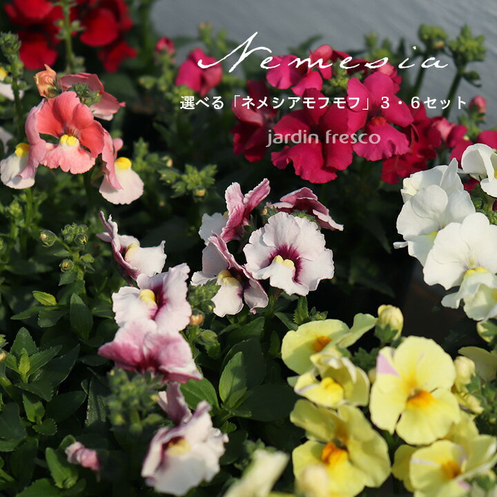 花苗 選べる ネメシア モフモフ苗 セット 3・6ポット 農場直送【jardinfresco ハルディンフレスコ】のサムネイル