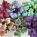選べる ヒューケラ 苗 多年草 こだわりヒューケラ 9cmポット 3・6セット 農場直送【jardinfresco ハルディンフレスコ】